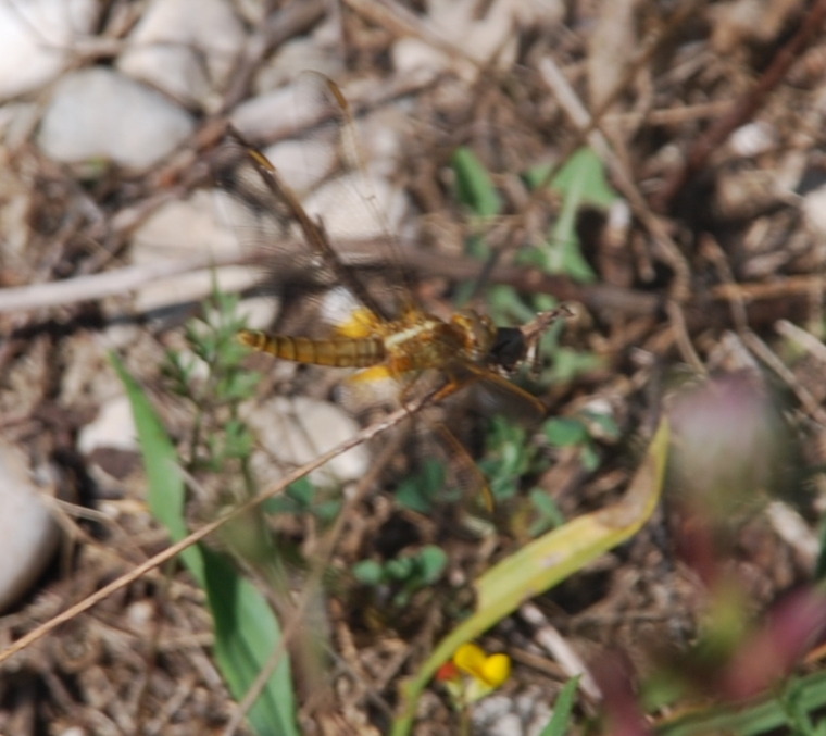 Odonata da identificare!!!